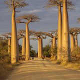 Baobab Allee auf Madagaskar