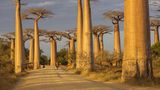 Baobab Allee auf Madagaskar