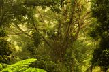Daintree Forest in Australien