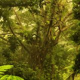 Daintree Forest in Australien
