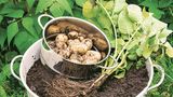 Kartoffelpflanze im Eimer