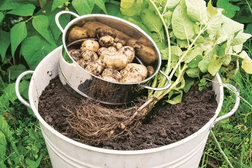 Kartoffelpflanze im Eimer