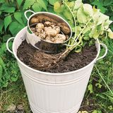 Kartoffelpflanze im Eimer