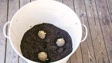 Kartoffeln im Eimer