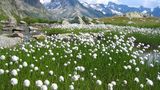 Wollgras, Sustenpass