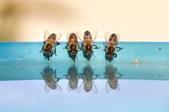 Bienen