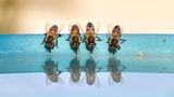 Bienen