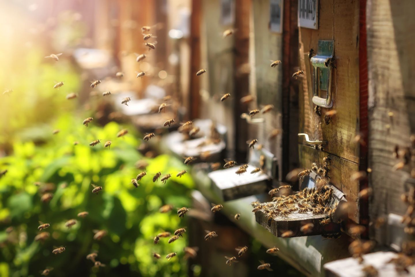 Spenden Bienen
