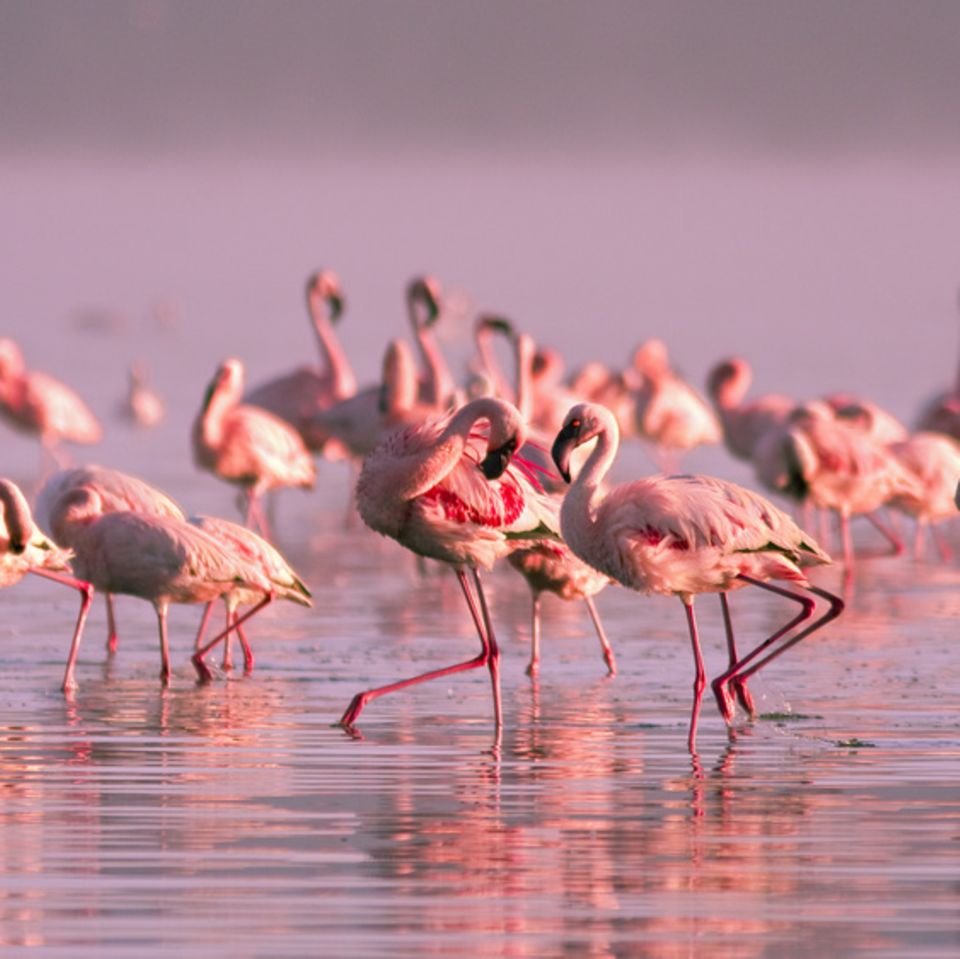Flamingos im Wasser