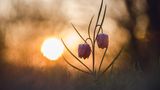 Schachblume