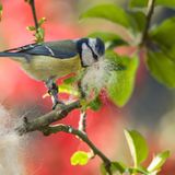 Meise beim Nestbau