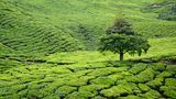 Cameron Highlands, Malaysia