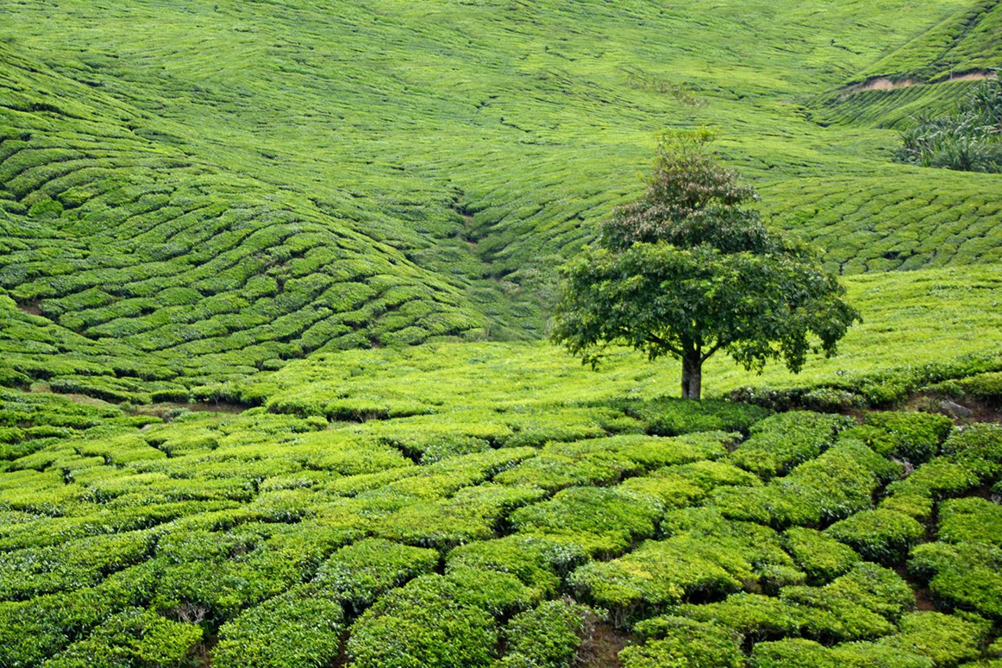 Cameron Highlands, Malaysia