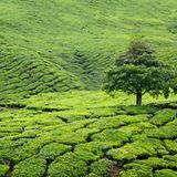 Cameron Highlands, Malaysia
