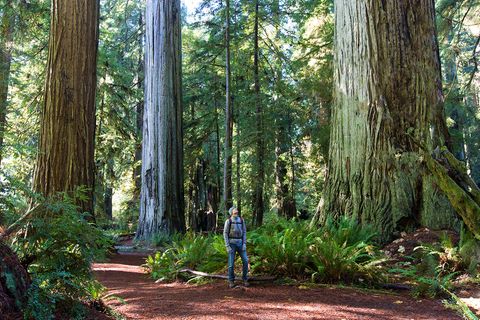 Redwood Forest, Kalifornien