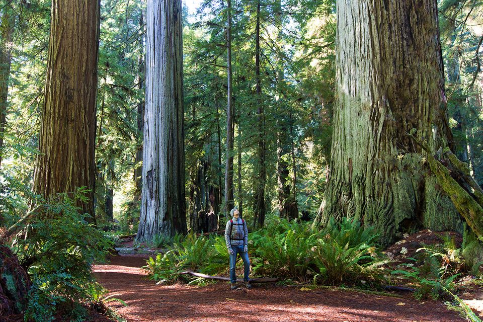 Redwood Forest, Kalifornien