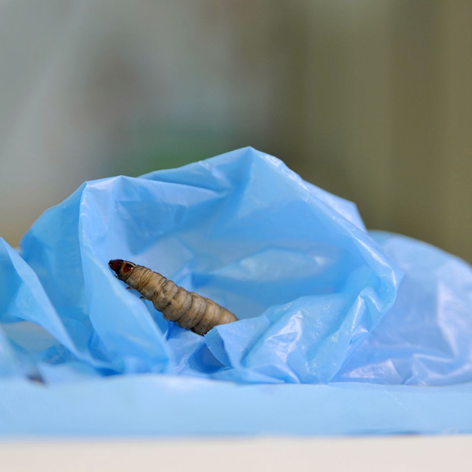 Galleria mellonella