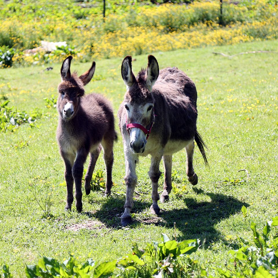 Zwei Esel auf der Wiese