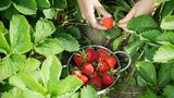 Erdbeeren