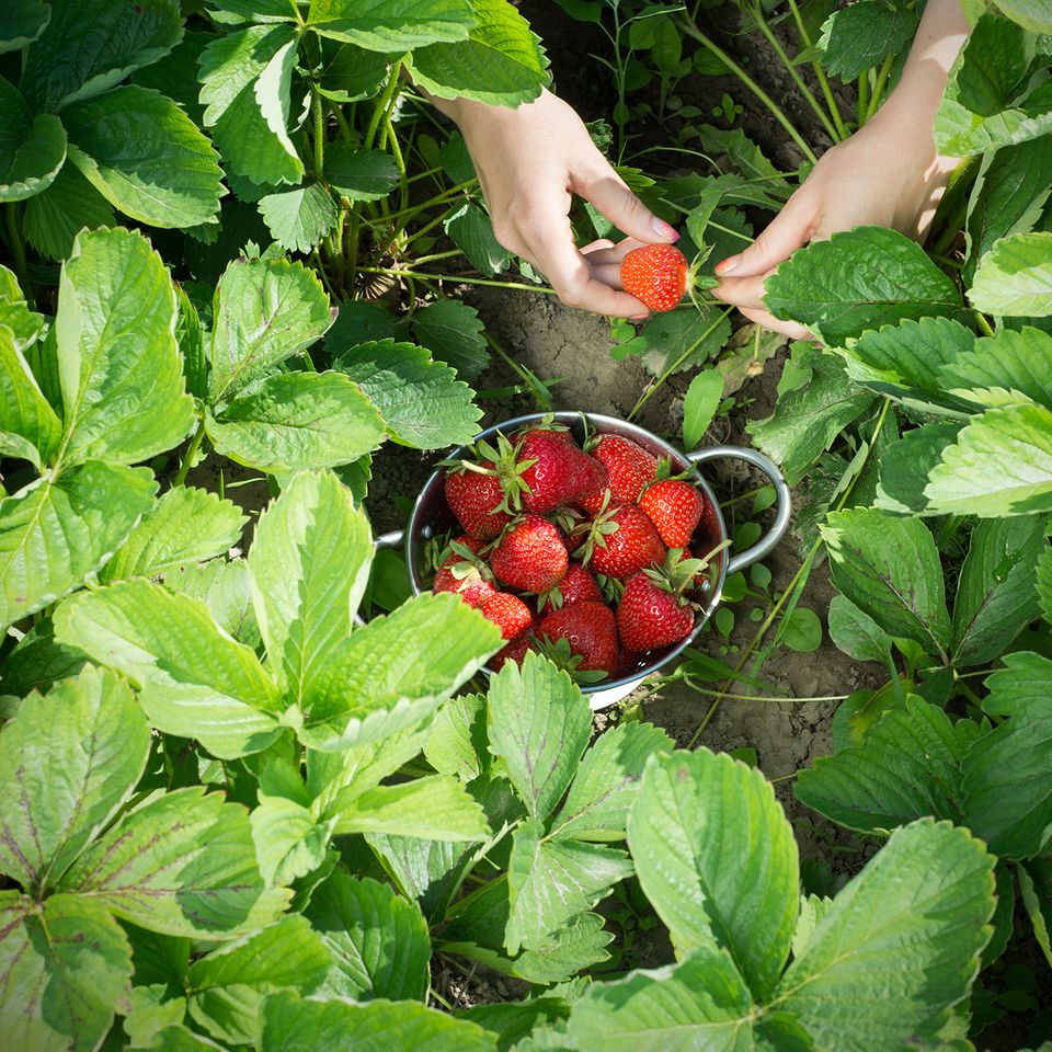 Erdbeeren