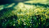 Gras