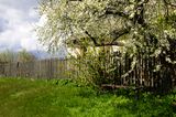 Baum auf dem Nachbargrundstück