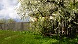 Baum auf dem Nachbargrundstück
