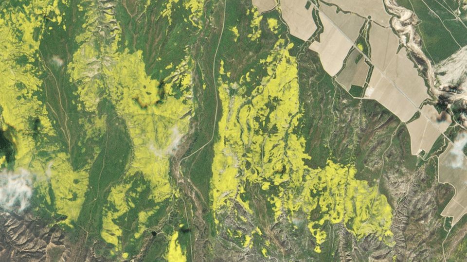Super Bloom: Kaliforniens Jahrhundertblüte ist sogar vom All aus sichtbar