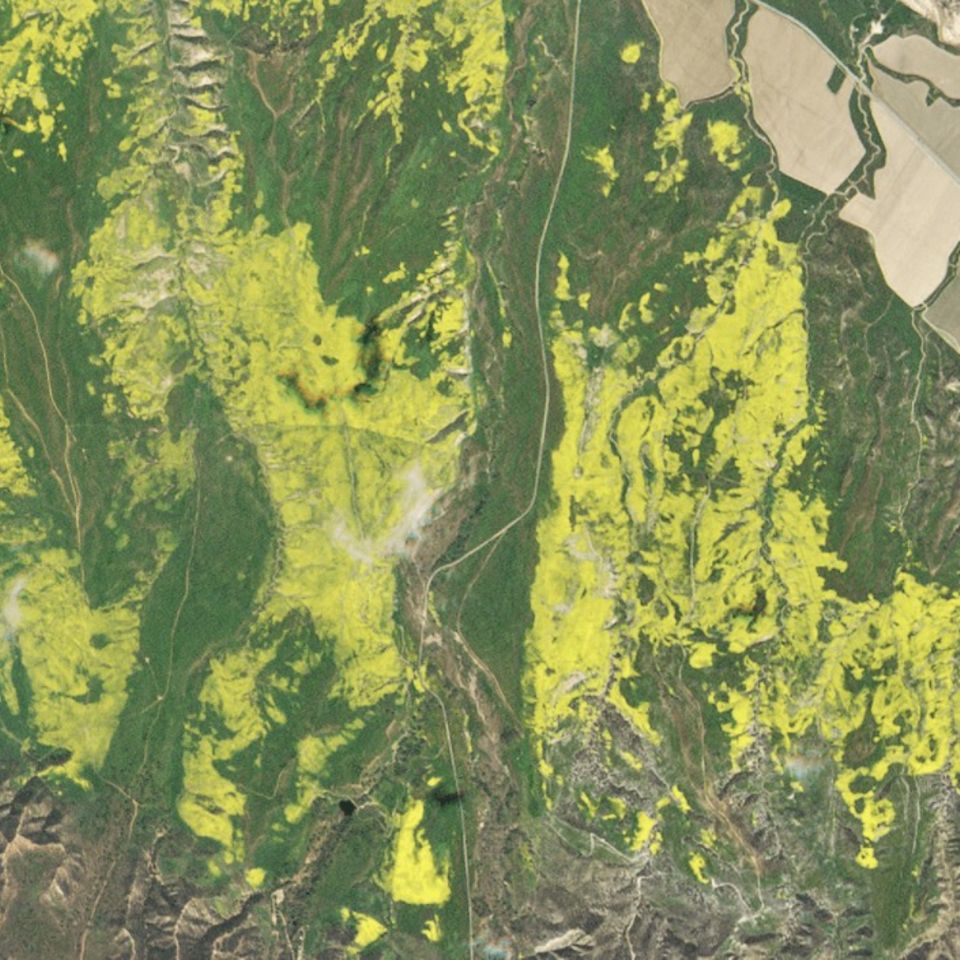 Super Bloom: Kaliforniens Jahrhundertblüte ist sogar vom All aus sichtbar