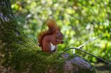 Eichhörnchen