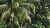 Carteret Atoll, Papua New Guinea