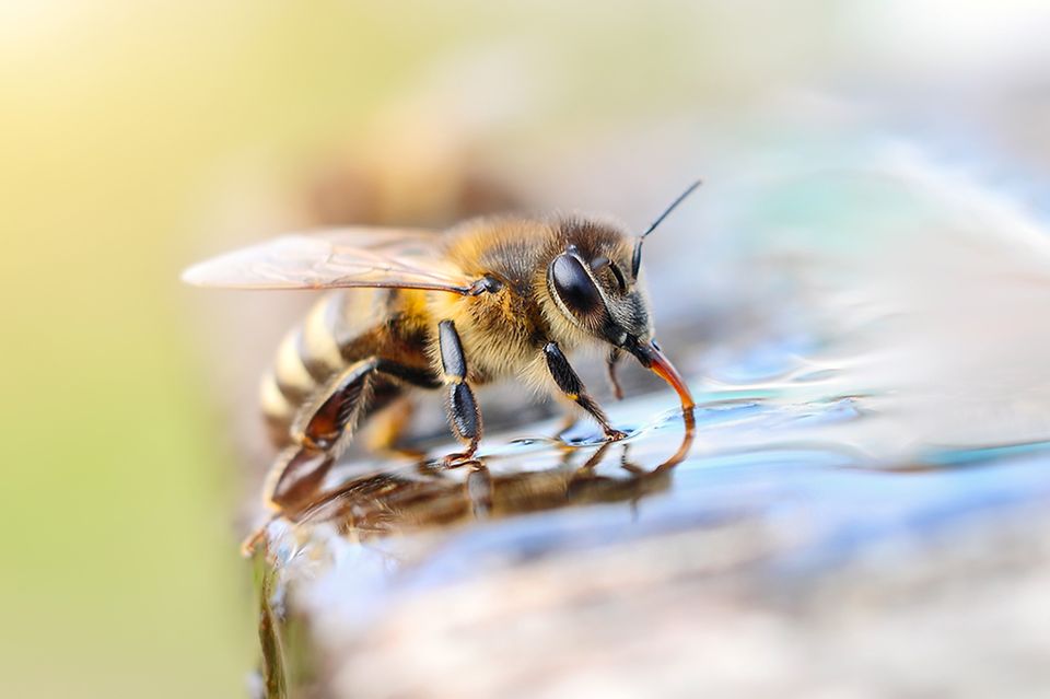 Biene trinkt Wasser