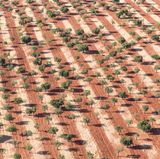 Mandelbäume und Mallorcas rote Erde in der Nähe von Marratxí im Landesinneren