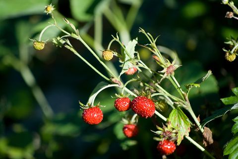 Erdbeerpflanze im Garten