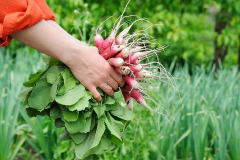 Rettich im Garten