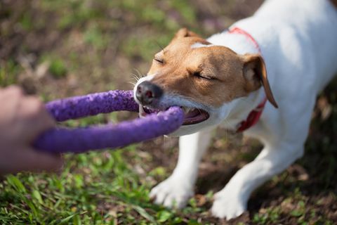 Hund zerrt am Spielzeug