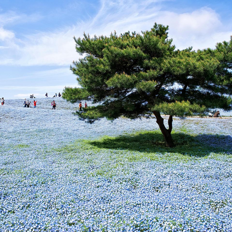 Hitachi Seaside Park