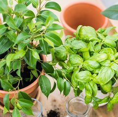 Kräuter auf dem Balkon