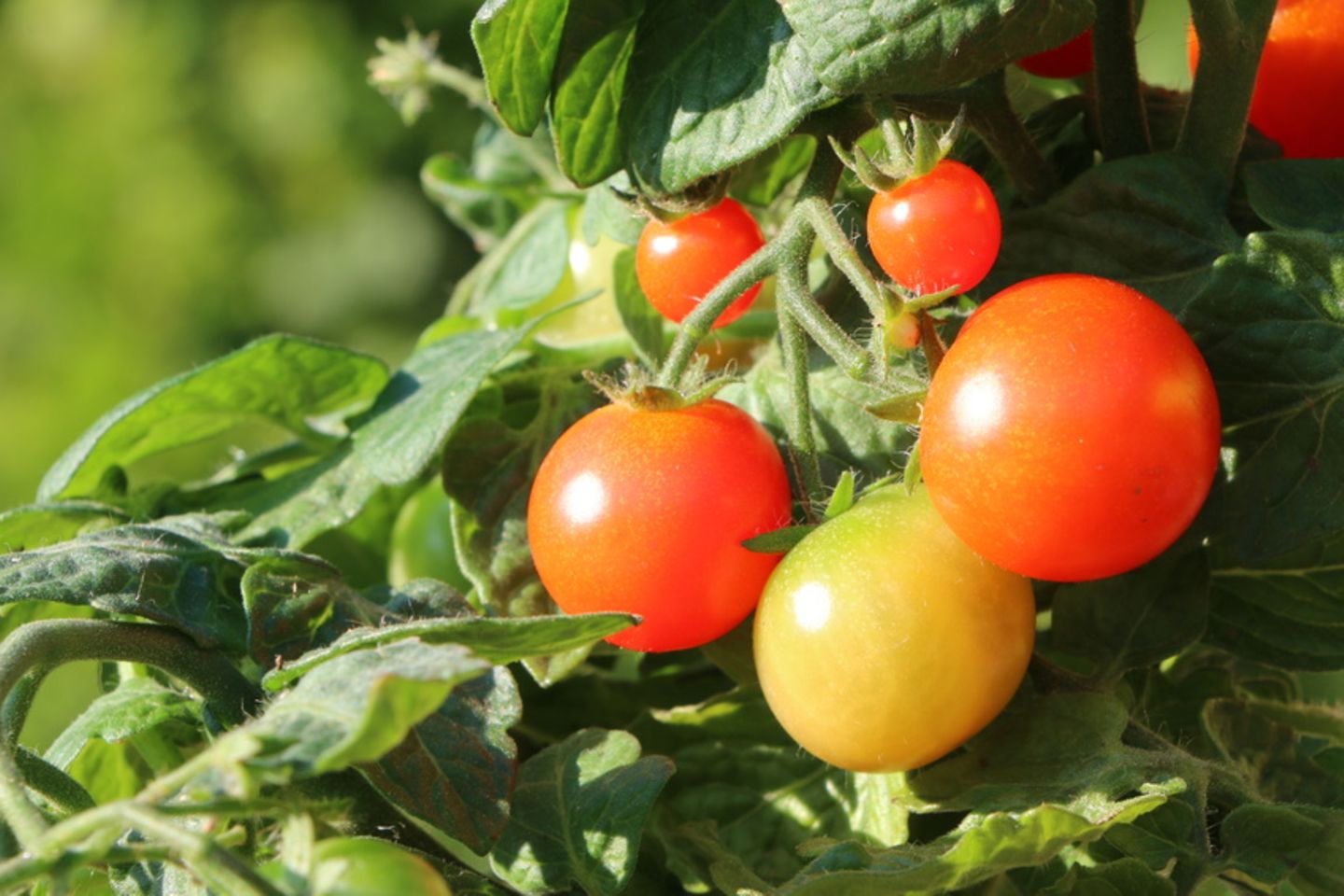 Tomatenpflanze
