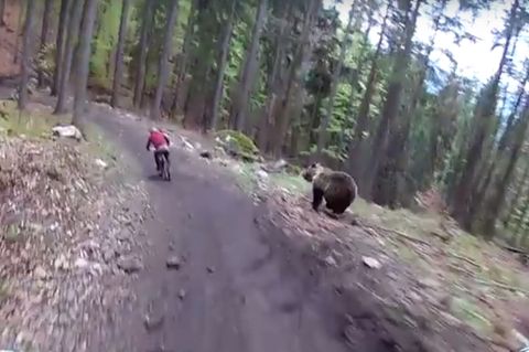 Bär jagt Radfahrer