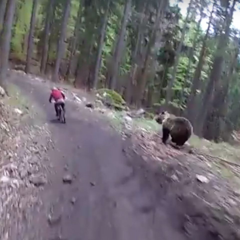 Bär jagt Radfahrer