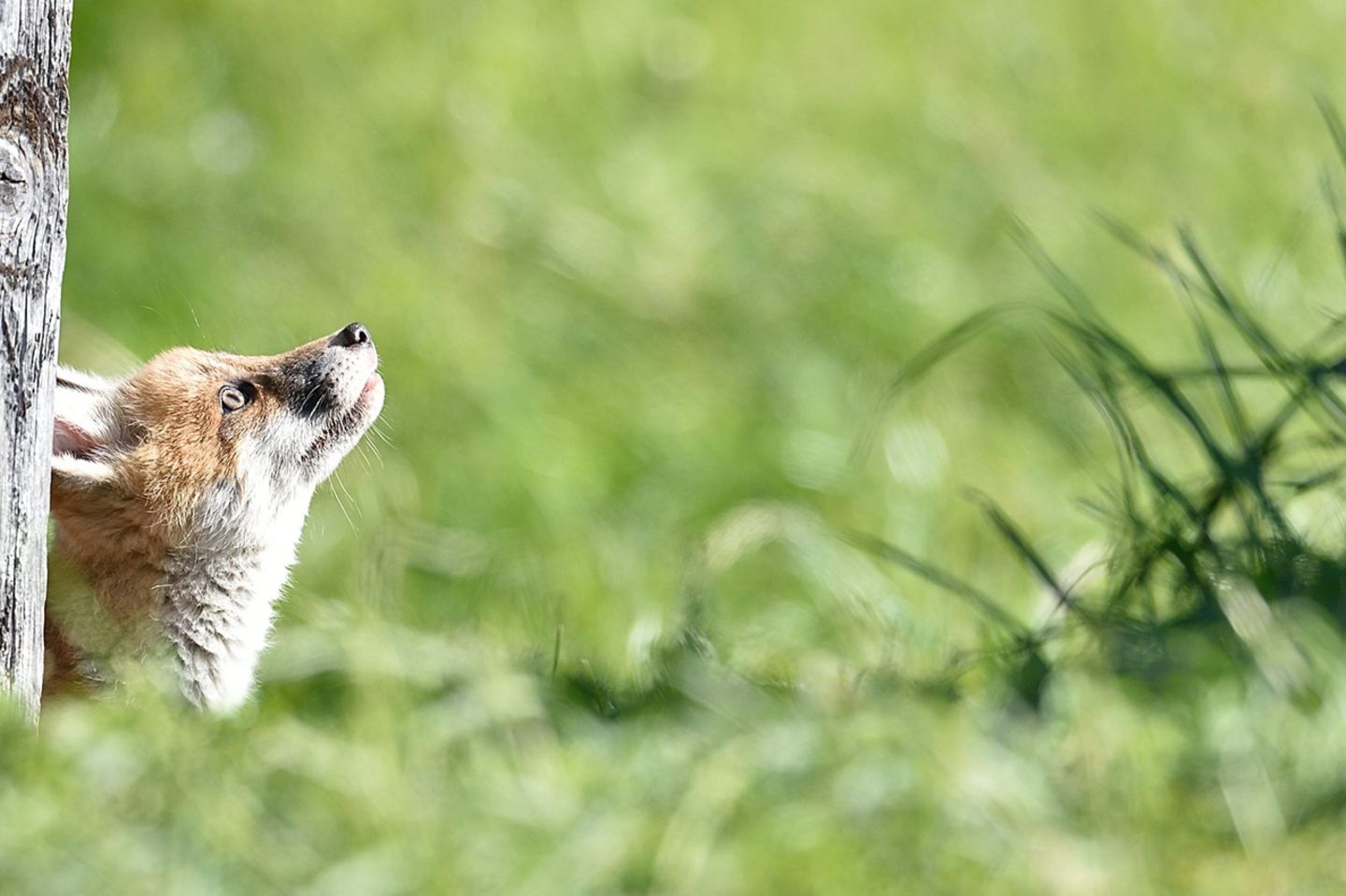 Junger Fuchs