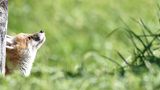 Junger Fuchs