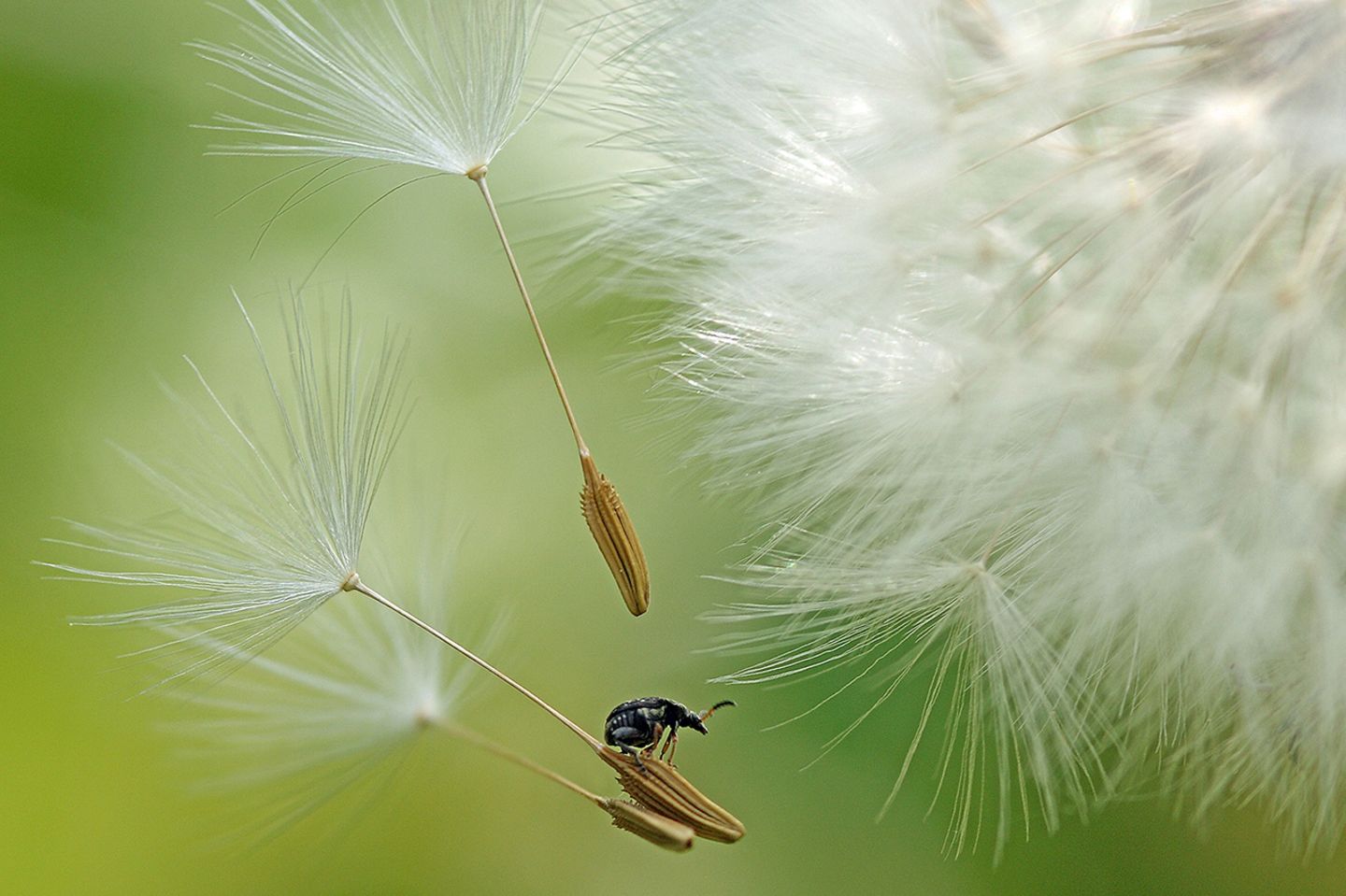 GEO Leserfoto: Die besten Leserfotos: Mai 2017 - Bild 5 Käfer fliegt auf Löwenzahnsamen
