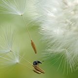 Käfer fliegt auf Löwenzahnsamen