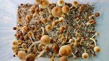 Magic Mushrooms