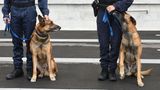 Polizeihunde