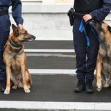 Polizeihunde