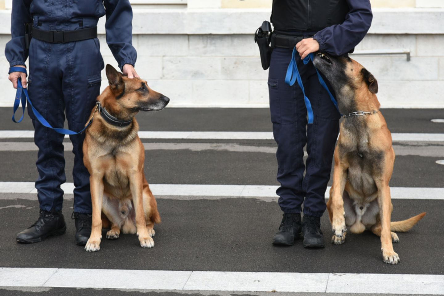 Polizeihunde