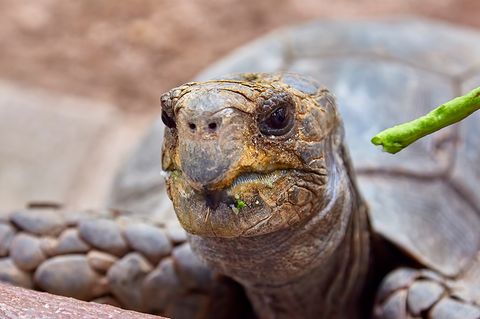 Schildkröte mit Fressen